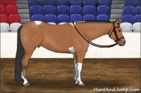 Horse Color:Bay Tobiano