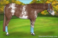 Horse Color:White Spotted Chestnut Sabino 