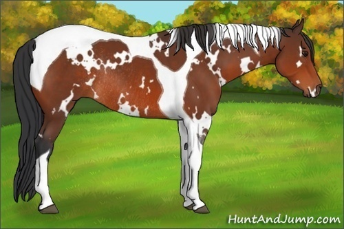 Horse Color:White Spotted Bay Tobiano Rabicano 