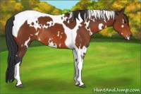 Horse Color:White Spotted Bay Tobiano Rabicano
