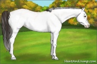 Horse Color:White Spotted Bay Splash  and White Spotted Bay Splash 