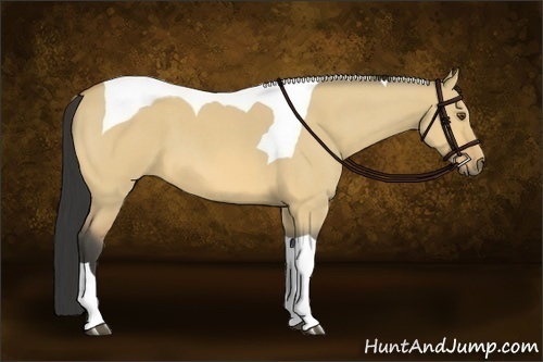 Horse Color:Buckskin Roan Dun Tobiano 