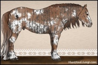 Horse Color:Smoky Black  and White Spotted Chestnut Frame 
