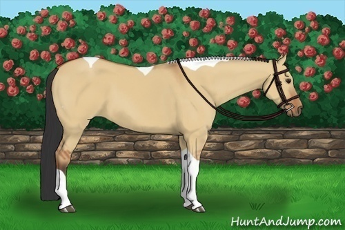 Horse Color:Bay Dun Tobiano 
