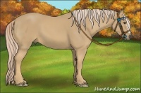 Horse Color:Palomino