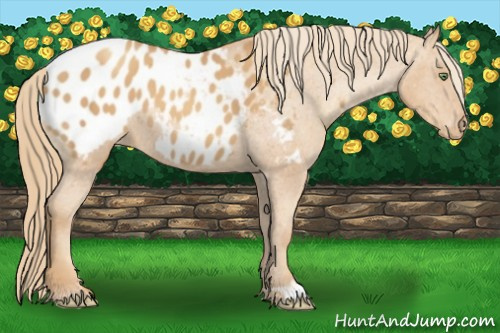 Horse Color:Gold Champagne Appaloosa 