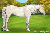 Horse Color:White Spotted Chocolate Palomino Pearl Dun