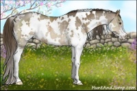Horse Color:White Spotted Liver Chestnut Splash Rabicano 
