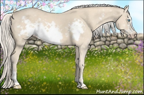 Horse Color:Cremello Frame 