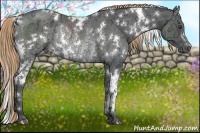 Horse Color:White Spotted Liver Chestnut Ice Rabicano