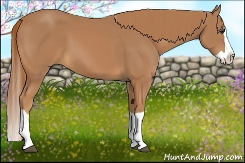 Horse Color:Chestnut Splash 
