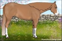 Horse Color:Chestnut Splash 