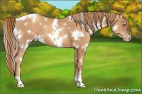 Horse Color:White Spotted Gold Champagne