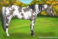 Horse Color:White Spotted Grullo