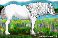 Horse Color:Chestnut Appaloosa 