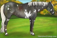 Horse Color:White Spotted Liver Chestnut 