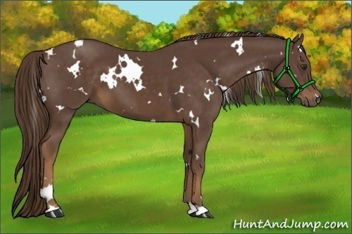Horse Color:White Spotted Liver Chestnut 