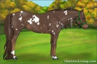 Horse Color:White Spotted Liver Chestnut 