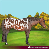 Horse Color:Bay Appaloosa 
