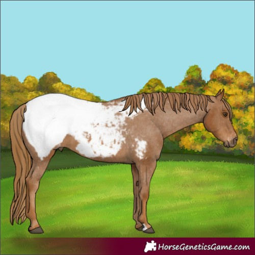 Horse Color:Gray Chestnut Snowcap