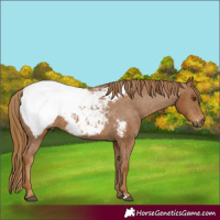Horse Color:Gray Chestnut Snowcap 