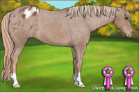 Horse Color:Chestnut Appaloosa 