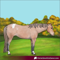 Horse Color:Bay Appaloosa 