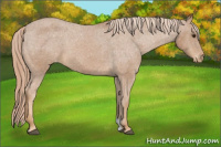 Horse Color:Chestnut Appaloosa