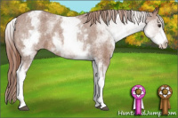 Horse Color:White Spotted Chestnut Appaloosa 