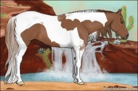 Horse Color:Chestnut Tobiano