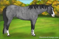 Horse Color:Blue Roan Splash