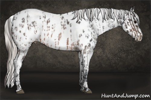 Horse Color:Brown Roan Appaloosa  and White Spotted Silver Brown Tobiano Frame Appaloosa Rabicano 