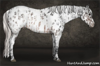 Horse Color:Brown Roan Appaloosa  and White Spotted Silver Brown Tobiano Frame Appaloosa Rabicano 