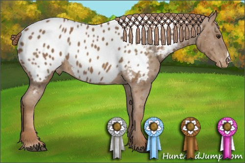 Horse Color:Chestnut Appaloosa 