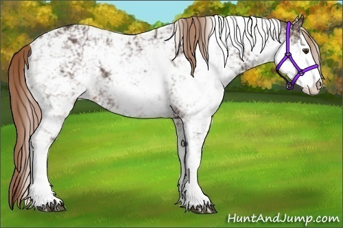 Horse Color:Liver Chestnut Sabino Rabicano 