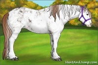 Horse Color:Liver Chestnut Sabino Rabicano