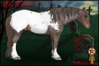 Horse Color:Liver Chestnut Appaloosa 