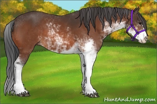 Horse Color:Bay Sabino 