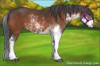 Horse Color:Bay Sabino 