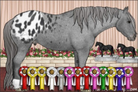 Horse Color:Black Appaloosa