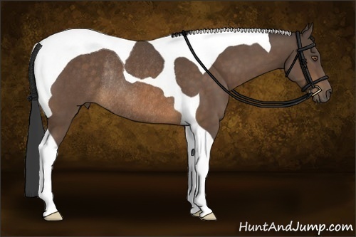 Horse Color:Buckskin Tobiano Rabicano