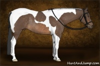 Horse Color:Buckskin Tobiano Rabicano