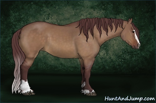 Horse Color:Chocolate Bay Dun Sabino 