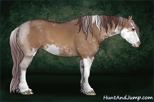 Horse Color:Chocolate Bay Dun Sabino 