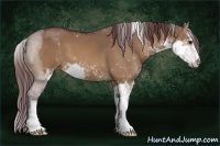 Horse Color:Chocolate Bay Dun Sabino 