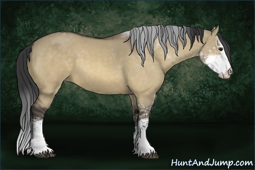Horse Color:Buckskin Dun Sabino 