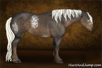 Horse Color:White Spotted Liver Chestnut Rabicano