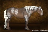 Horse Color:White Spotted Liver Chestnut Rabicano 