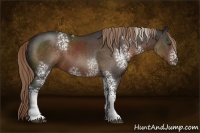 Horse Color:White Spotted Liver Chestnut Rabicano