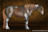 Horse Color:White Spotted Liver Chestnut Rabicano 